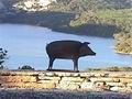 Ferienhaus Esparron de Verdon Gréoux les Bains - Anbieter Marx