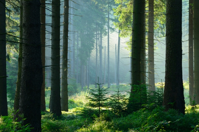 Ferienwohnungen und Ferienhäuser im Harz