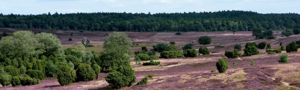 Urlaub in der Lüneburger Heide